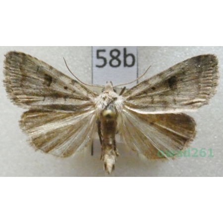 Athetis furvula (Hübner, 1808) Czech58b